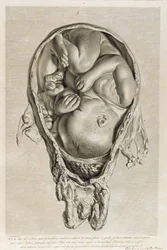 Dibujo anatómico de un feto en el útero, grabado por François Simon Ravenet (1706-74) pub. 1774